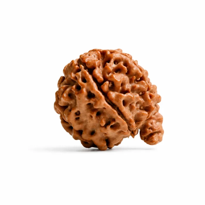 Natural Ganesh Rudraksha – Authentic Bead for Prosperity