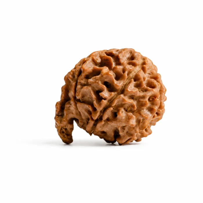 Original Ganesh Rudraksha for Career Growth & Wealth