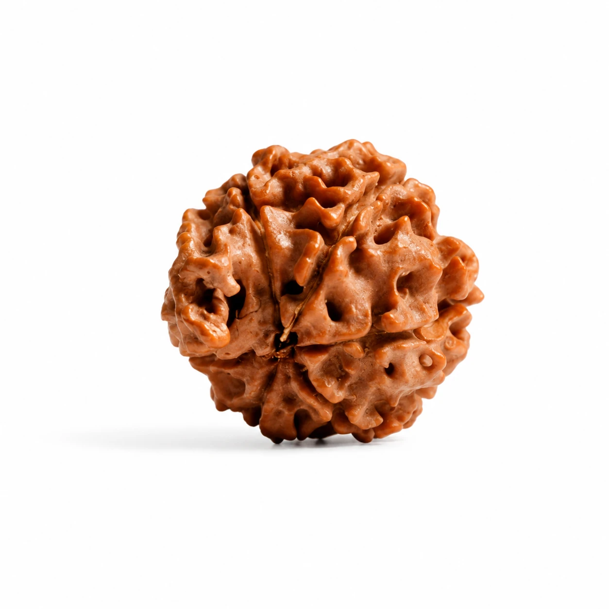 Natural Nepali Ganesh Rudraksha