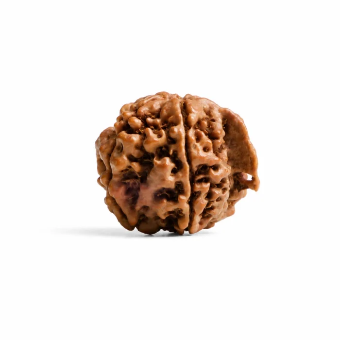 Certified Original Ganesh Rudraksha | Premium Quality