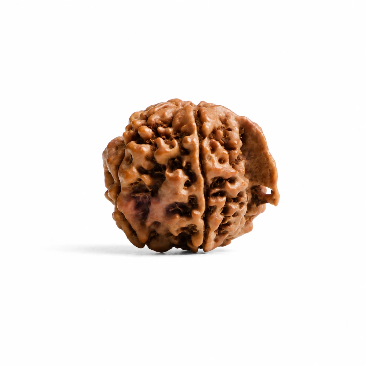 premium Natural Nepali Ganesh Rudraksha