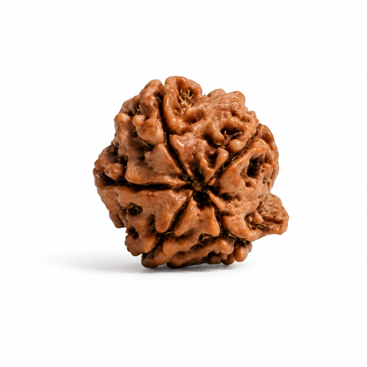 premium Natural Nepali Ganesh Rudraksha top view