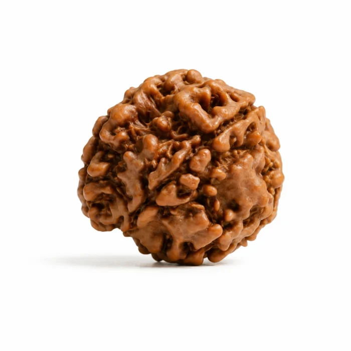 Natural Original Ganesh Rudraksha | Certified & Authentic
