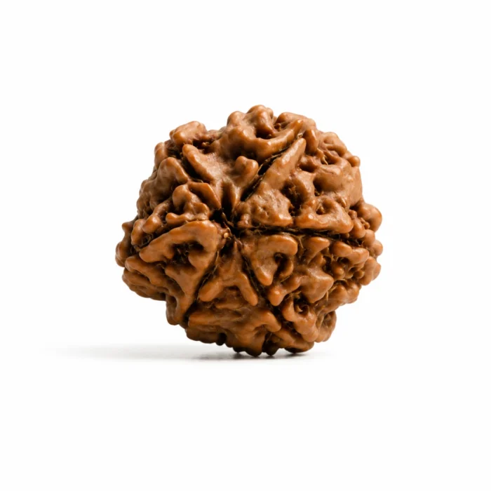 Natural Original Ganesh Rudraksha | Certified & Authentic