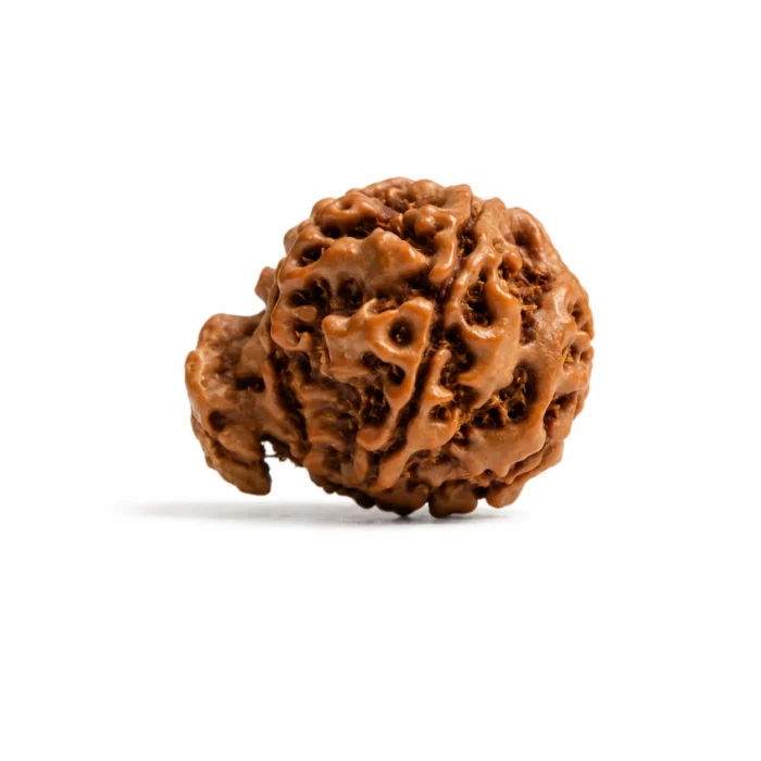 Original Ganesh Rudraksha | Certified & Authentic
