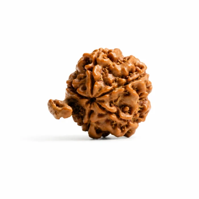 Original Ganesh Rudraksha | Certified & Authentic