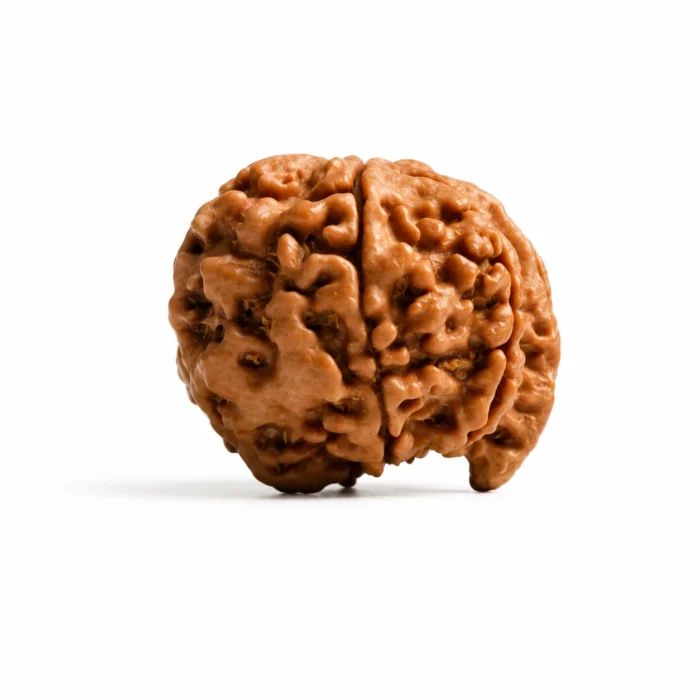 Original Ganesh Mukhi Rudraksha for Wealth, Success & Good Luck