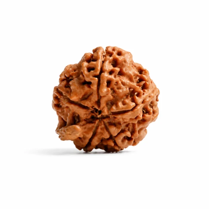Original Ganesh Mukhi Rudraksha for Wealth, Success & Good Luck