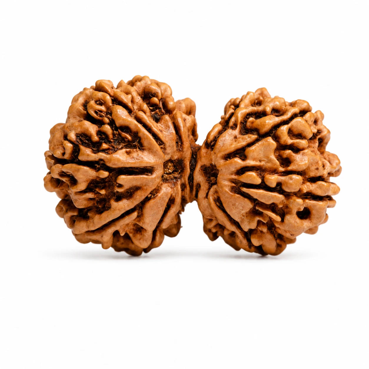 Natural Nepali Gauri Shankar Rudraksha