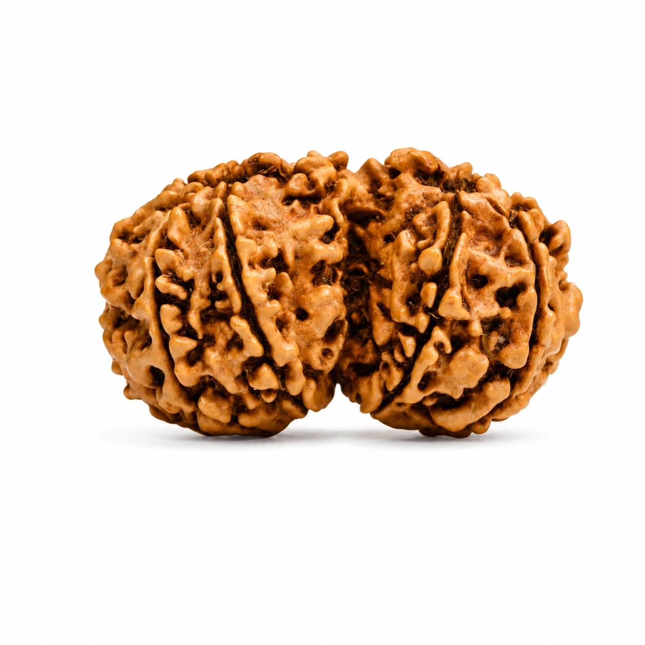 Natural Nepali Gauri Shankar Rudraksha sides