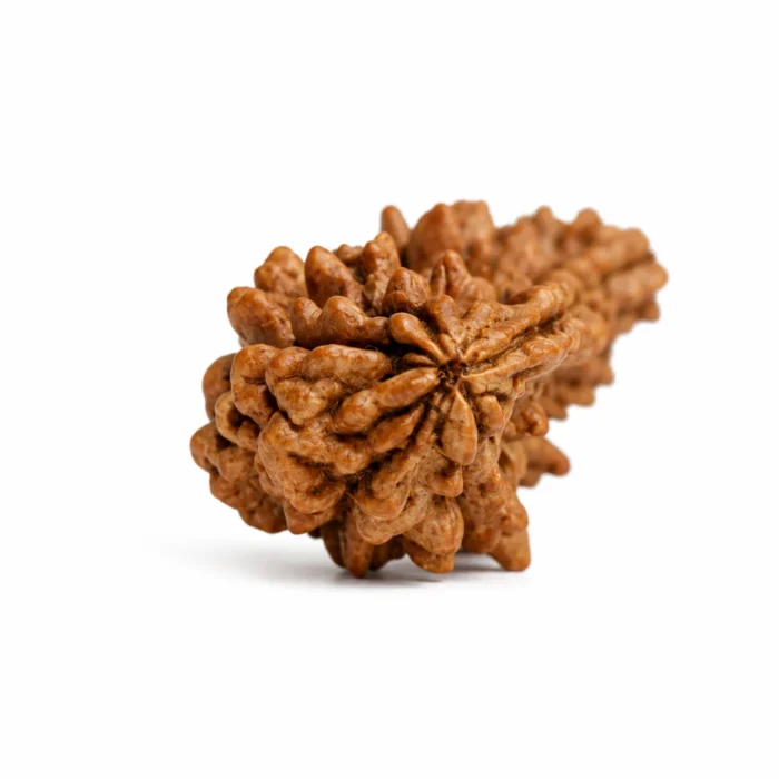 Natural Certified 1 Mukhi Rudraksha