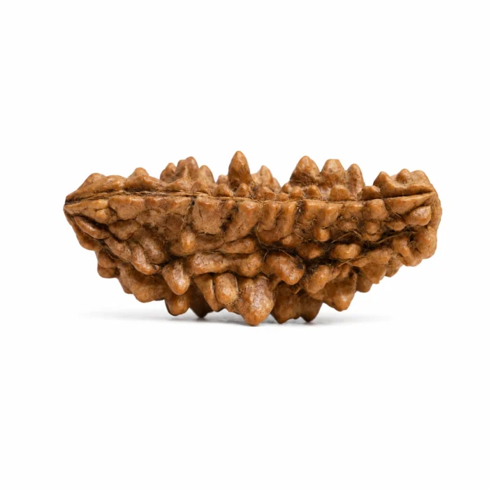 Natural Certified 1 Mukhi Rudraksha