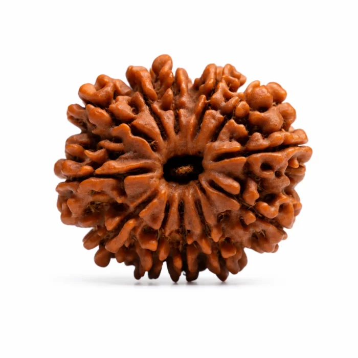 Natural 13 Mukhi Nepali Rudraksha | Premium Authentic Bead