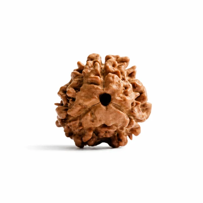 Original 3 Mukhi Rudraksha from Nepal with Certification