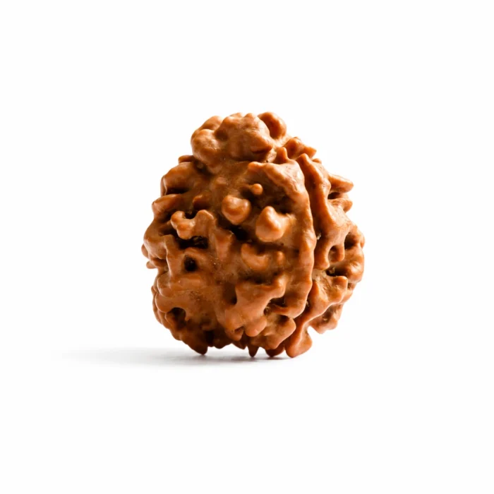 Authentic Nepali 3 Mukhi Rudraksha for Positive Energy