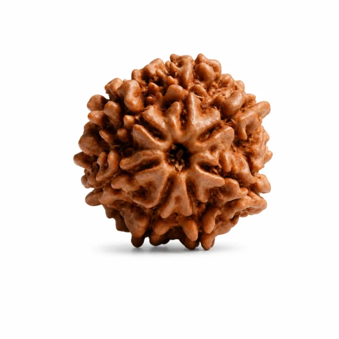 Certified Nepali 7 Mukhi Rudraksha Bead for Financial Growth