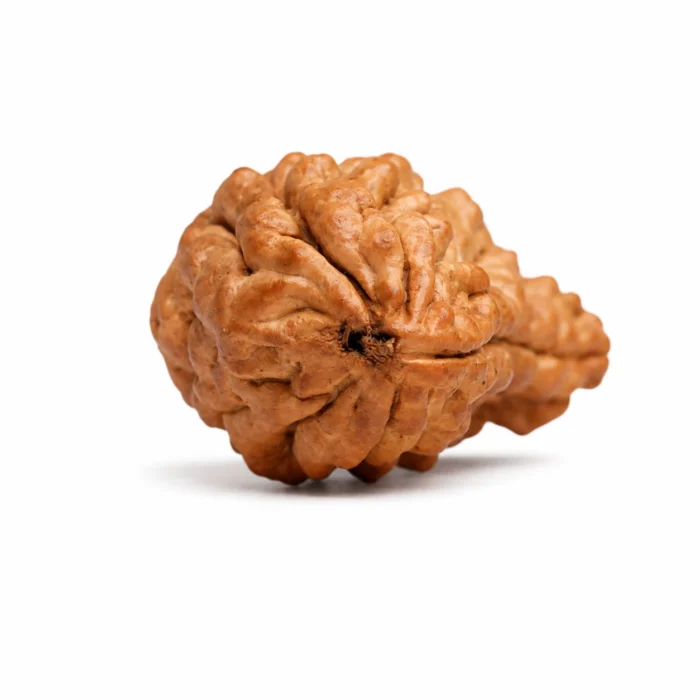 Natural 1 Mukhi Certified Rudraksha