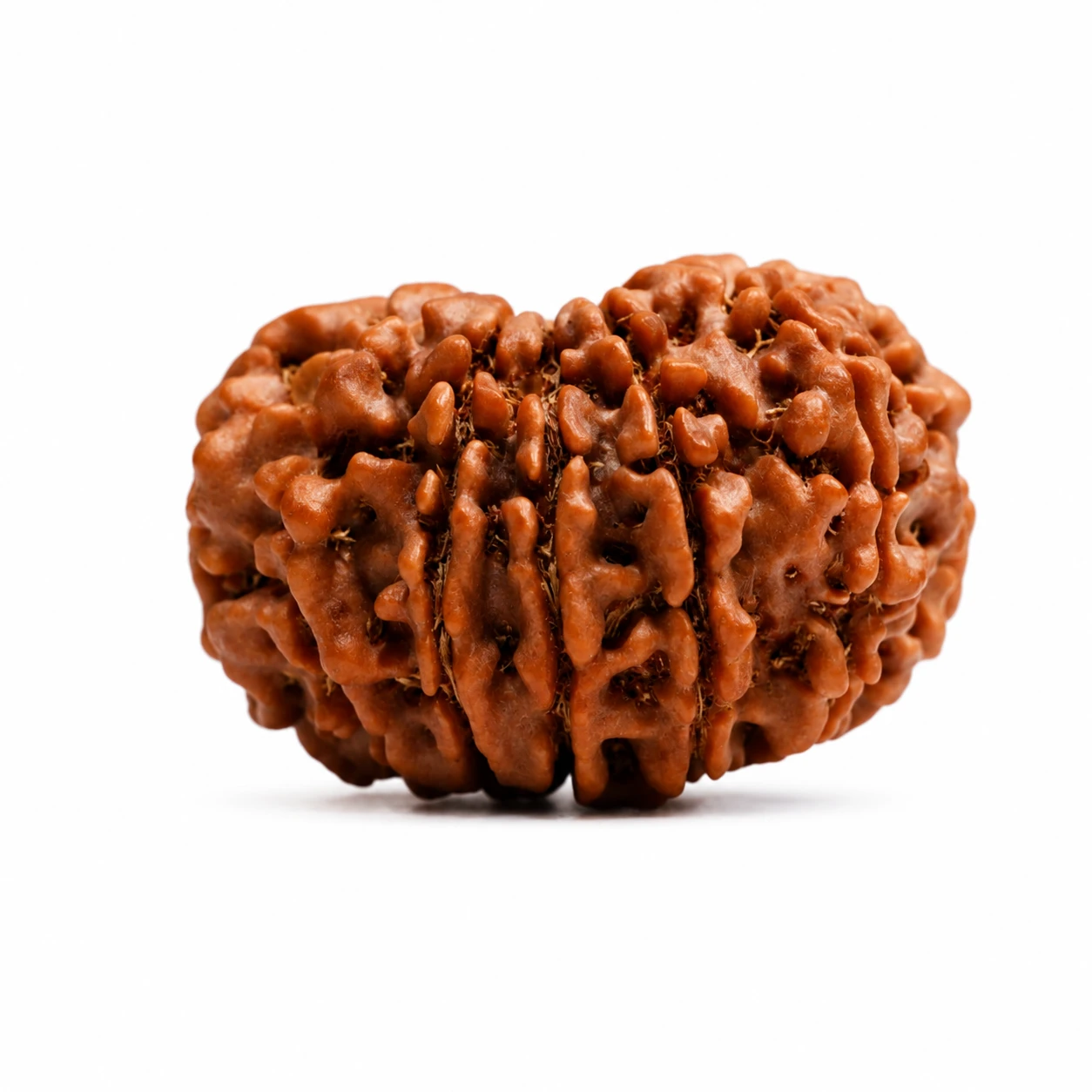 Natural 13 Mukhi Rudraksha sides
