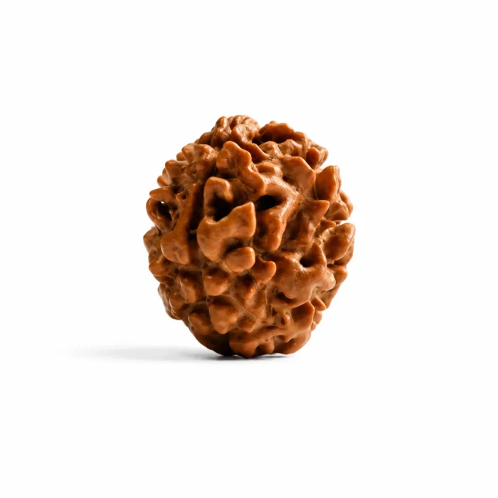 Original 3 Mukhi Rudraksha from Nepal with Certification
