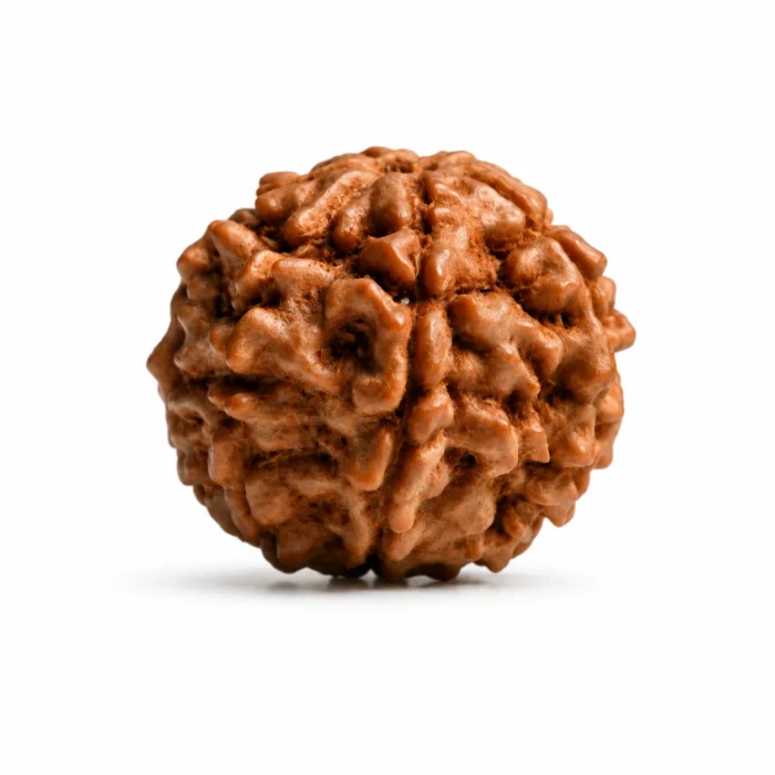 Certified Nepali 7 Mukhi Rudraksha Bead for Financial Growth
