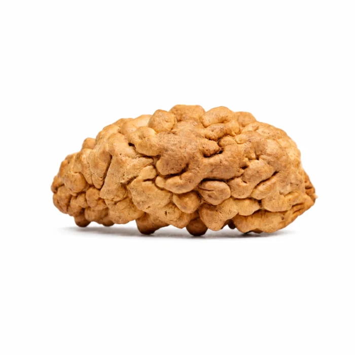 Natural 1 Mukhi Certified Rudraksha