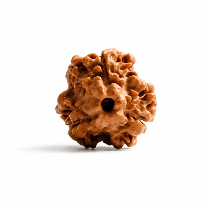 Authentic Nepali 3 Mukhi Rudraksha for Positive Energy