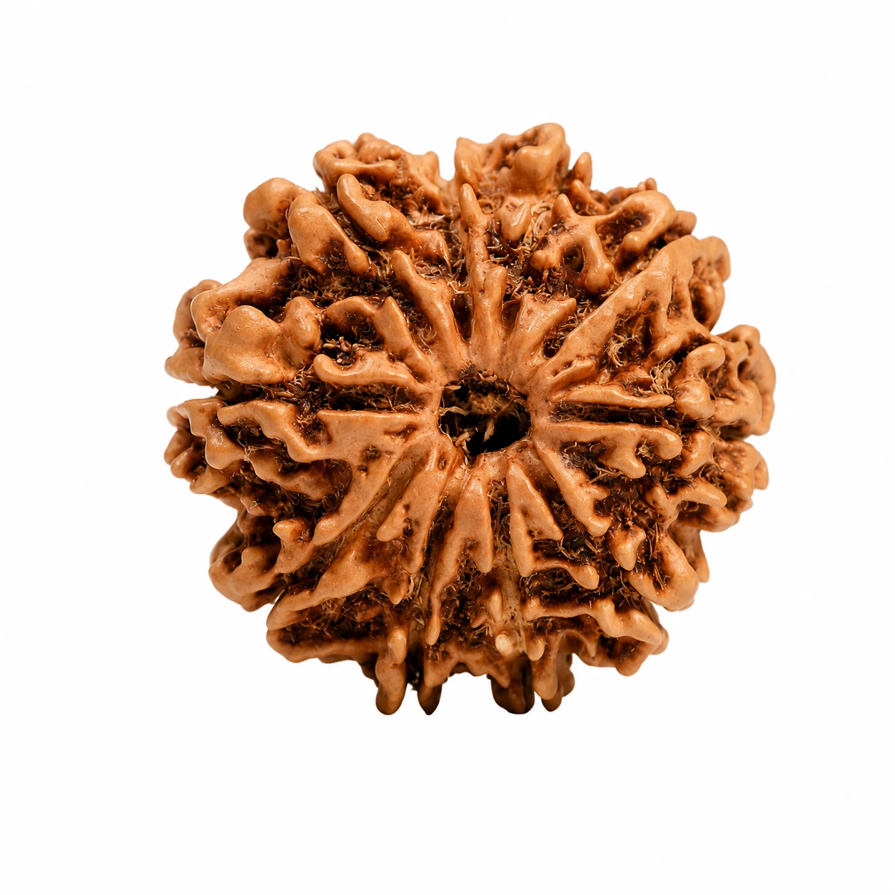 Nepali 10 Mukhi Rudraksha front