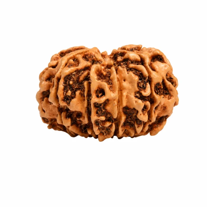 Nepali 10 Mukhi Rudraksha | Certified Natural Bead