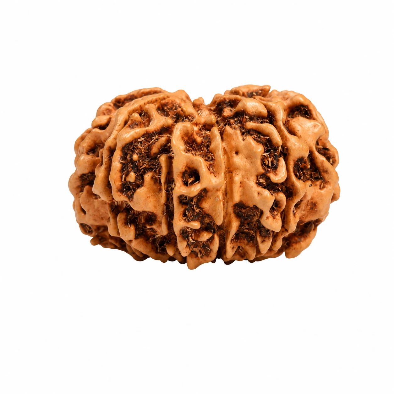 Nepali 10 Mukhi Rudraksha