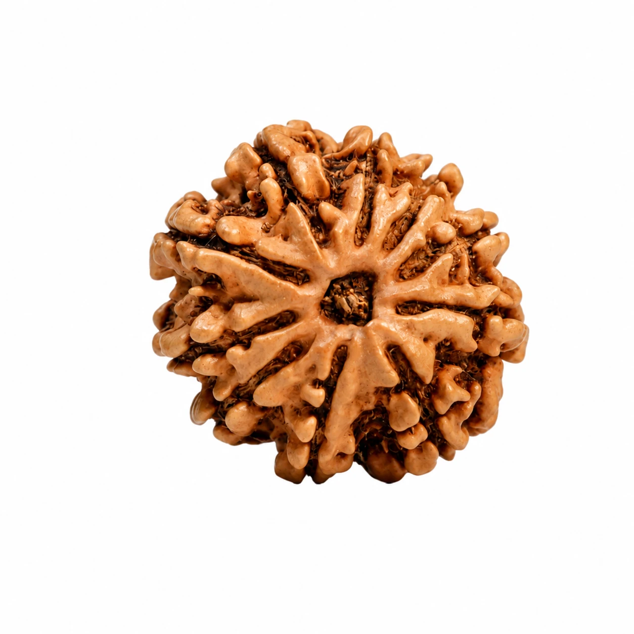 Natural Nepali 10 Mukhi Rudraksha