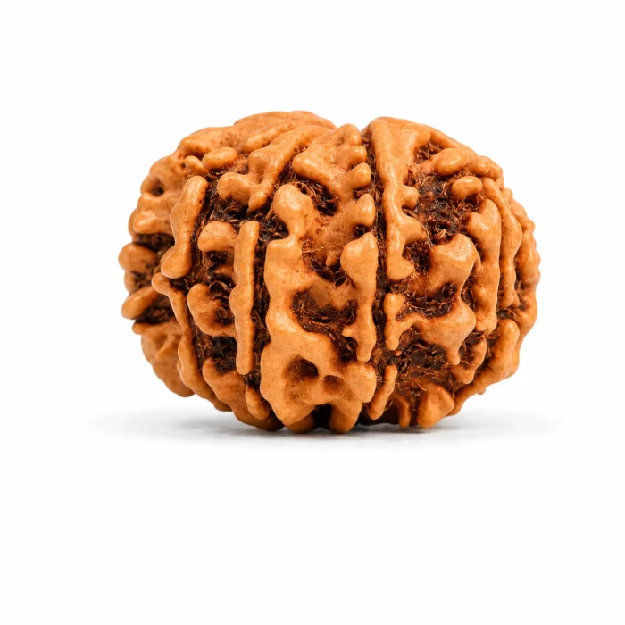 Natural Certified Nepali 10 Mukhi Rudraksha