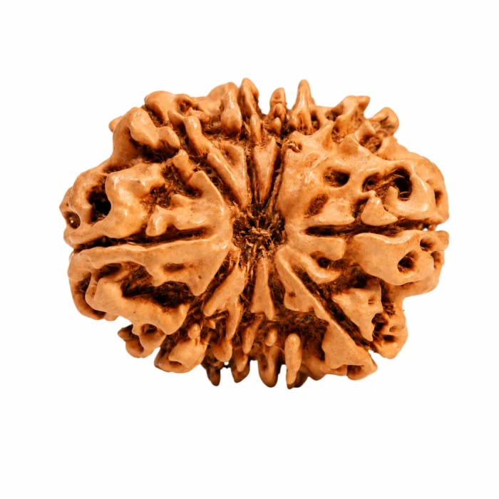 Natural Certified 10 Mukhi Nepali Rudraksha