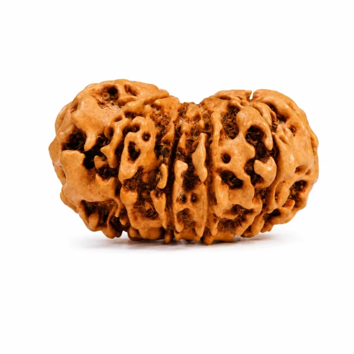 Natural Certified 10 Mukhi Nepali Rudraksha