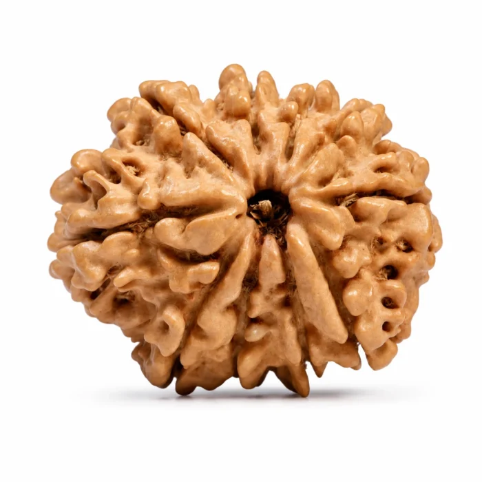 Natural 10 Mukhi Rudraksha | Certified Authentic Bead