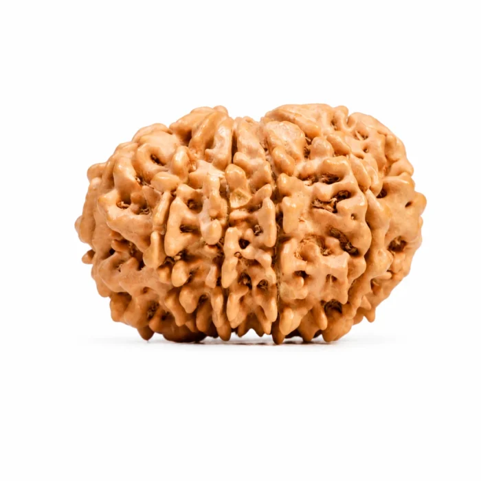 Natural 10 Mukhi Rudraksha | Certified Authentic Bead