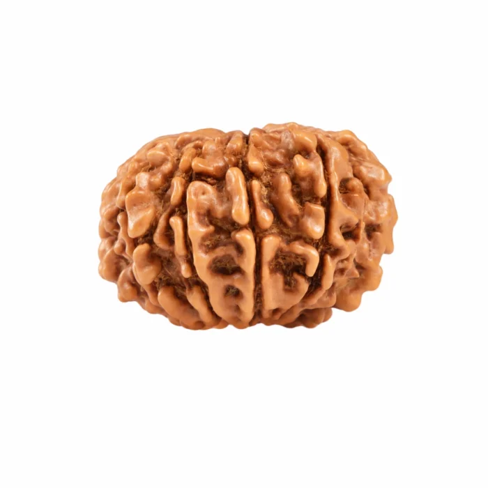 Natural 11 Mukhi Rudraksha | Certified Authentic Bead
