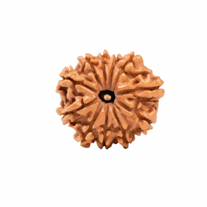 Natural 11 Mukhi Rudraksha | Certified Authentic Bead