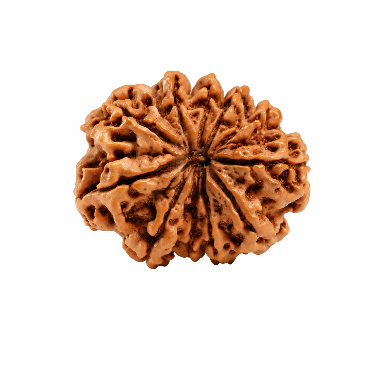 Nepali 11 Mukhi Rudraksha