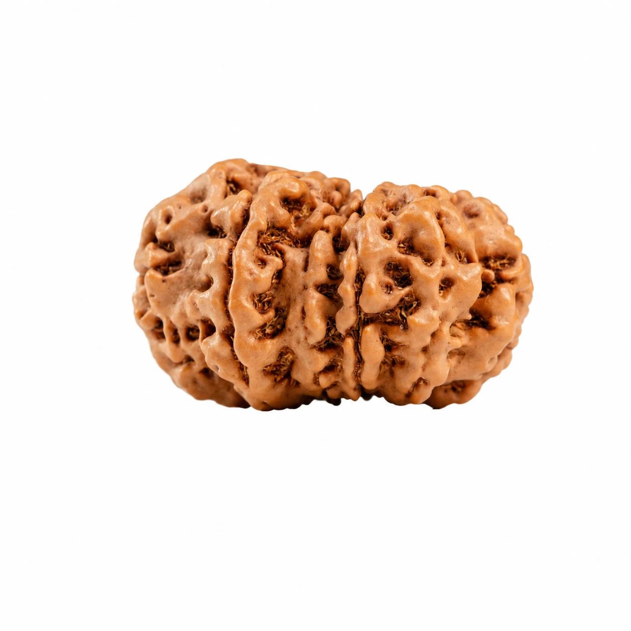 Nepali 11 Mukhi Rudraksha sides