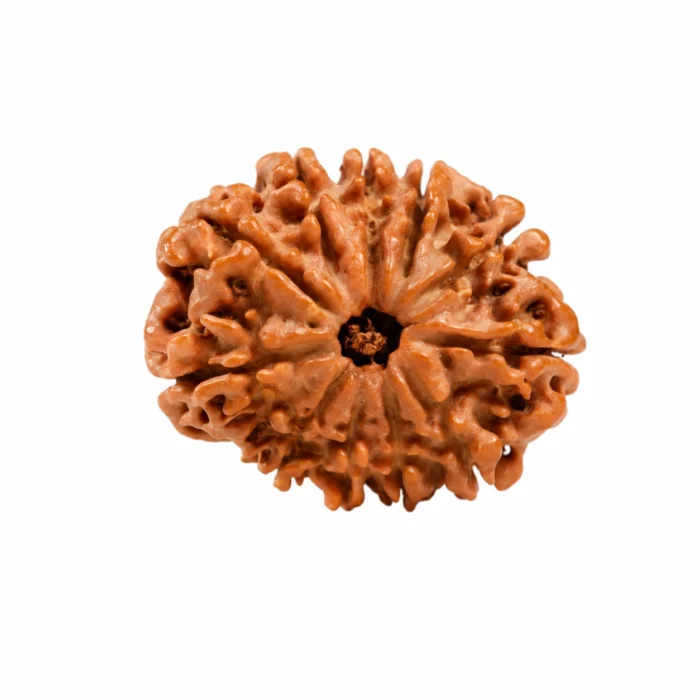 Natural Certified 11 Mukhi Rudraksha | Authentic Bead