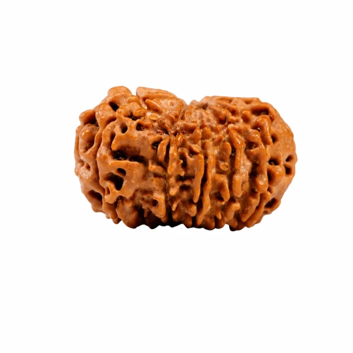 Natural Certified 11 Mukhi Rudraksha | Authentic Bead