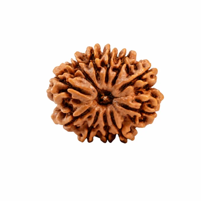 Natural Certified 11 Mukhi Rudraksha