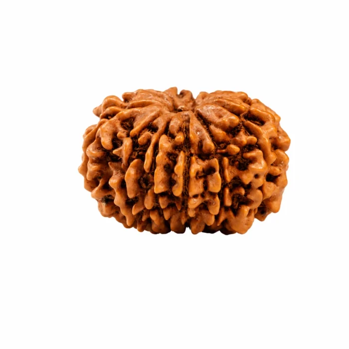 Natural Certified 11 Mukhi Rudraksha