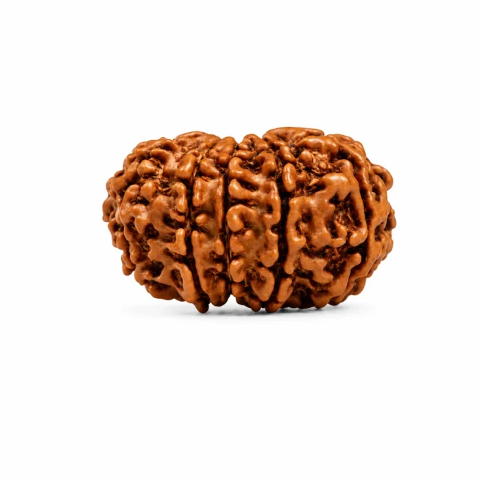Natural 11 Mukhi Rudraksha – Certified Rudrakash