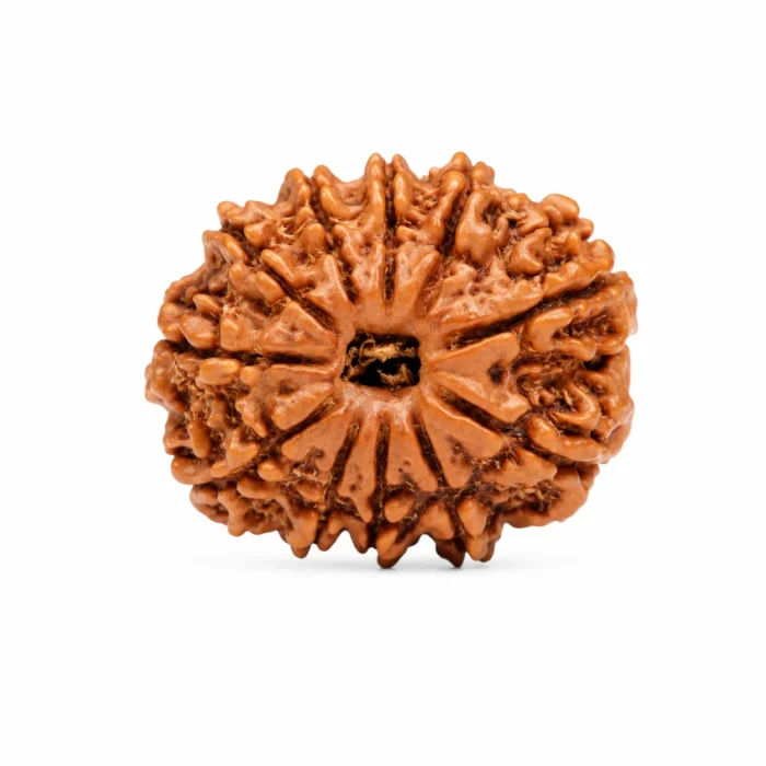 Natural 11 Mukhi Rudraksha – Certified Rudrakash