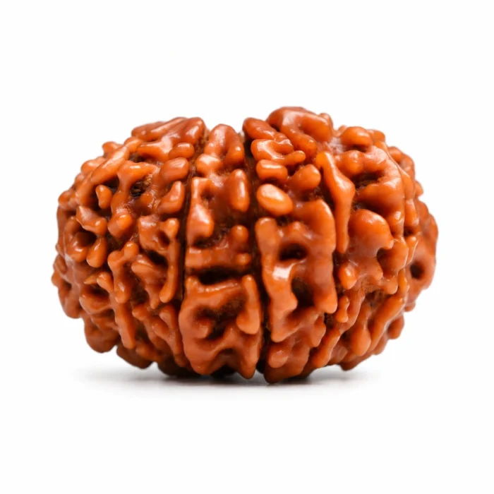 Natural 12 Mukhi Nepali Rudraksha | Authentic Beads