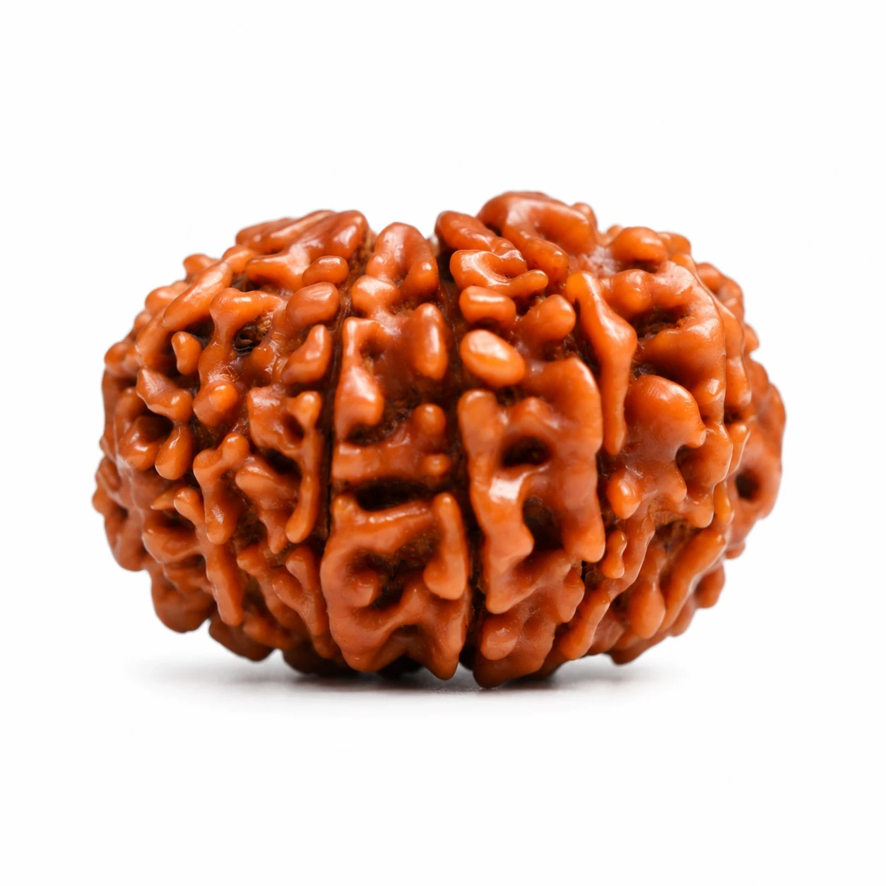 Natural 12 Mukhi Rudraksha sides