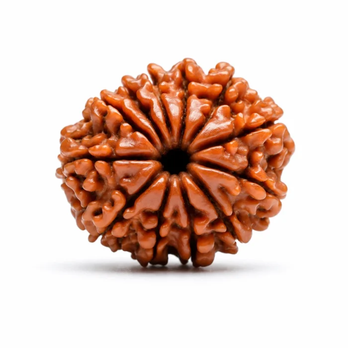 Natural 12 Mukhi Nepali Rudraksha | Authentic Beads