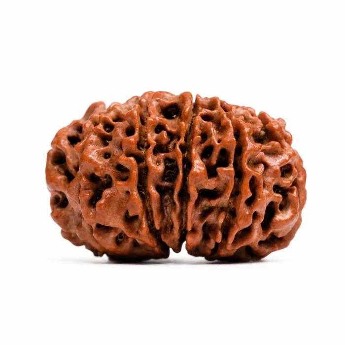 Natural 12 Mukhi Rudraksha | Authentic Beads