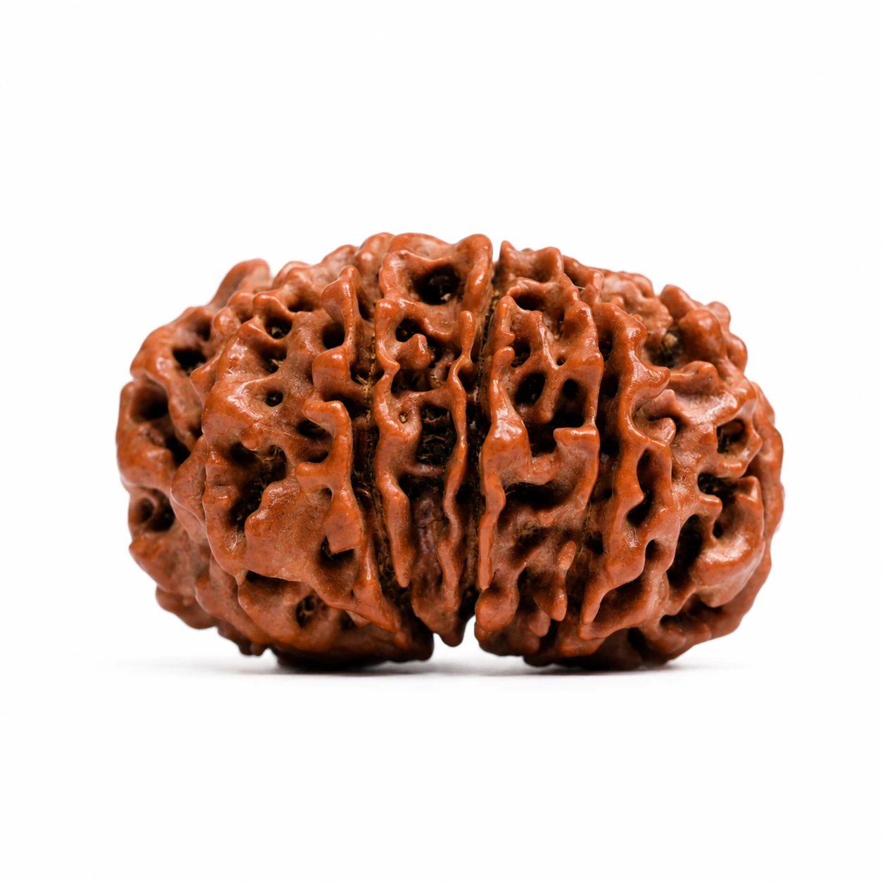 Natural 12 Mukhi Rudraksha sides
